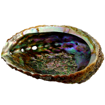 Abalone Shell Medium